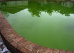 eau-piscine-verte