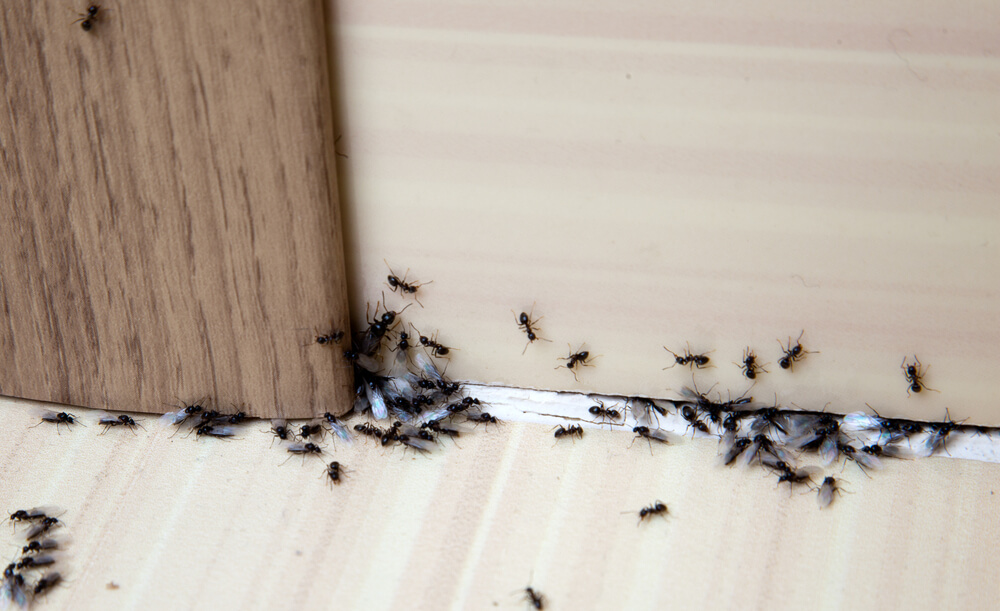lutte-contre-les-fourmis-cuisine